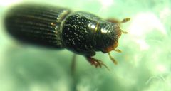 Pleurophorus caesus