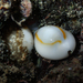 Gold Ring Cowry - Photo (c) bathyporeia, some rights reserved (CC BY-NC-ND)