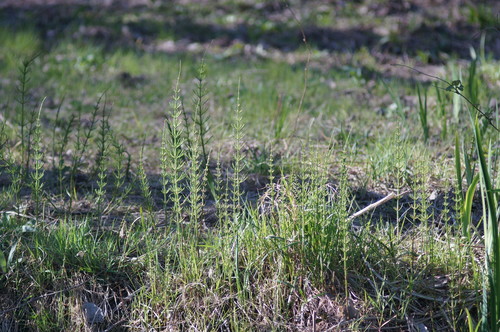 Equisetum × litorale iNat (2)