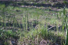 Equisetum × litorale
