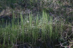 Equisetum × litorale