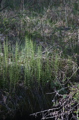 Equisetum × litorale