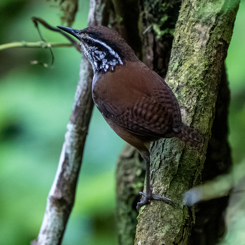 White-breasted Wood Wren (Henicorhina leucosticta), photo 10