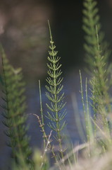 Equisetum × litorale