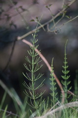 Equisetum × litorale