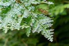 Selaginella willdenowii
