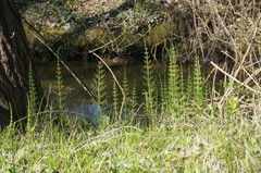 Equisetum × litorale