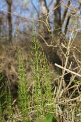 Equisetum × litorale