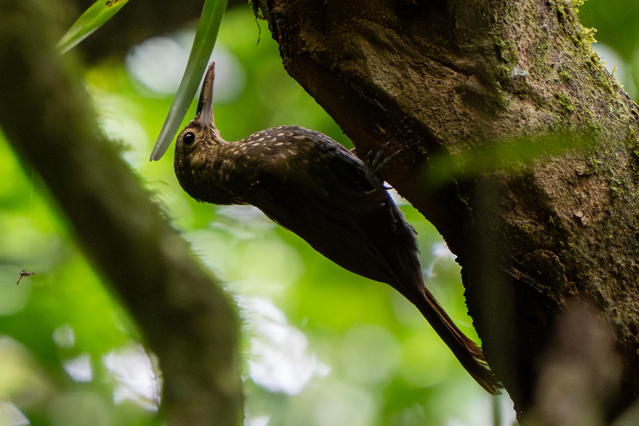 Spotted Woodcreeper (Xiphorhynchus erythropygius), photo 9