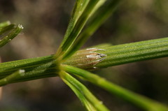 Equisetum × litorale