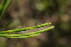Equisetum × litorale
