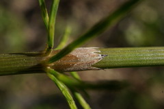 Equisetum × litorale