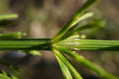 Equisetum × litorale