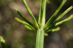 Equisetum × litorale