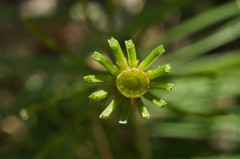 Equisetum × litorale