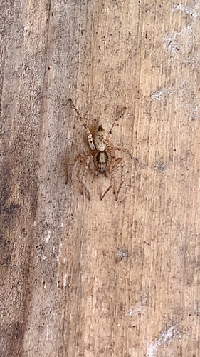 Buzzing Spider, Wageningen, photo 8 of 10