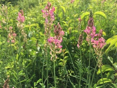 Onobrychis viciifolia