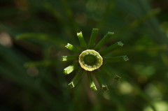 Equisetum × litorale