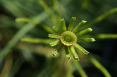 Equisetum × litorale