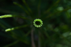 Equisetum × litorale