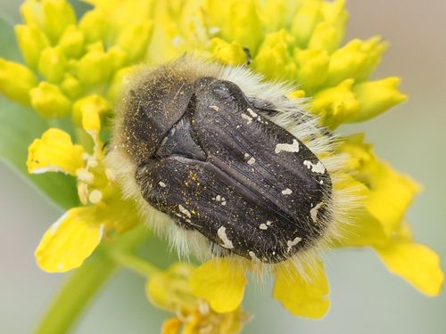Apple Blossom Beetle