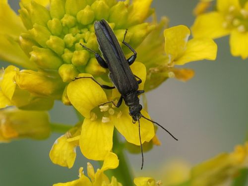 Oedemera virescens nuotrauka