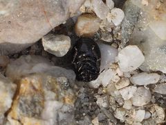 Legnotus limbosus