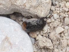 Legnotus limbosus