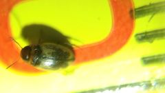 Hydroglyphus geminus