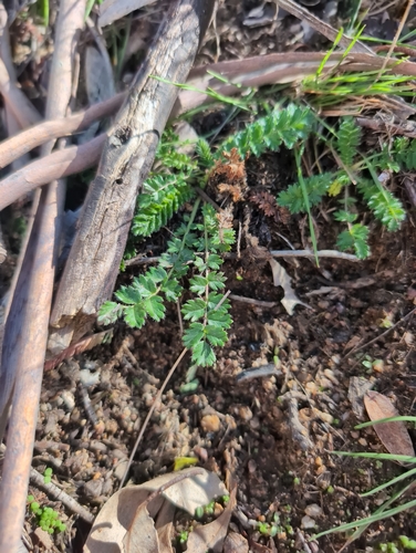 Chaerophyllum eriopodum, 2026-06-09