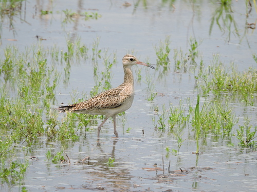 Little Curlew, photo 3 of 9