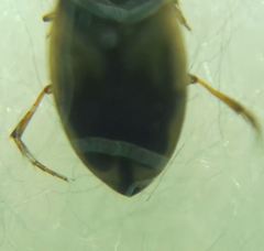 Hydroglyphus geminus