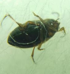 Hydroglyphus geminus