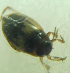 Hydroglyphus geminus