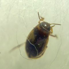 Hydroglyphus geminus