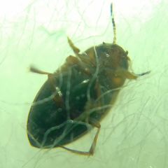 Hydroglyphus geminus