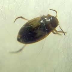 Hydroglyphus geminus