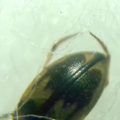 Hydroglyphus geminus