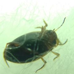 Hydroglyphus geminus