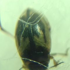 Hydroglyphus geminus