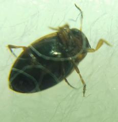 Hydroglyphus geminus