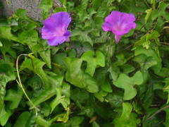 Ipomoea indica image