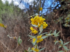 Berberis praecipua
