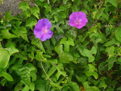 Ipomoea indica image