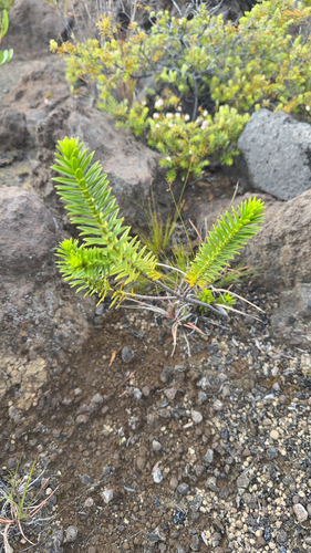 Dubautia ciliolata observed 2026-04-24