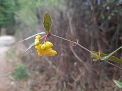 Berberis praecipua