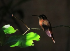 Phaethornis striigularis