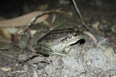 Ranoidea cyclorhynchus