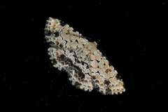 Sandava scitisignata