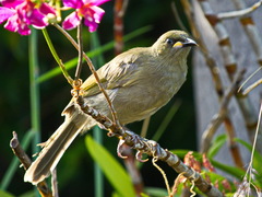 Stomiopera unicolor